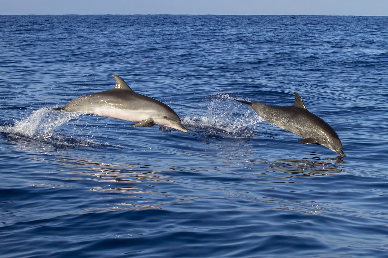 2 Hours Private Dolphin and Snorkeling Tour Up To 13 People