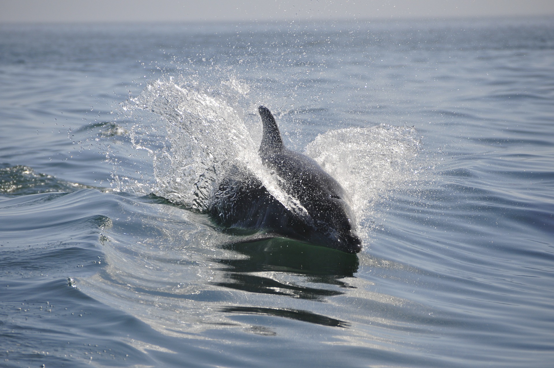 Split Charter Dolphin and Snorkeling 2 Hours - 6 People