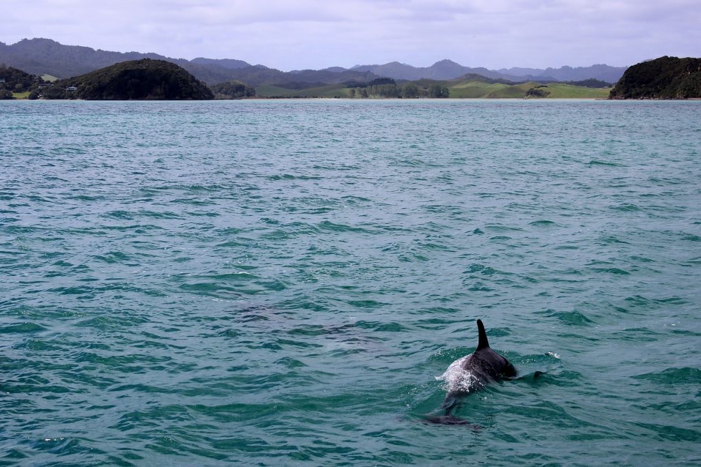 Split Charters Dolphin and Snorkeling 2 Hours - 13 People