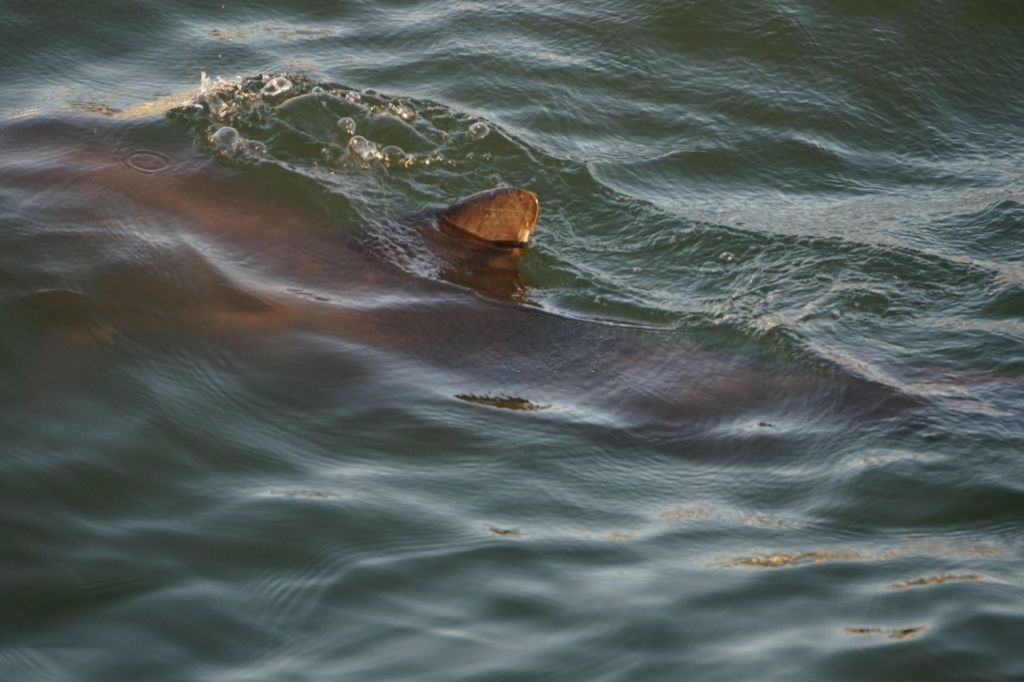 Gulf Lagoon Beach Dolphin Tours