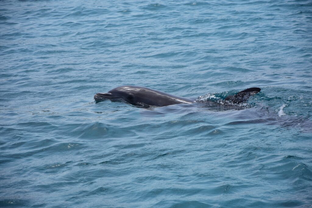 Lower Grand Lagoon Dolphin Tours