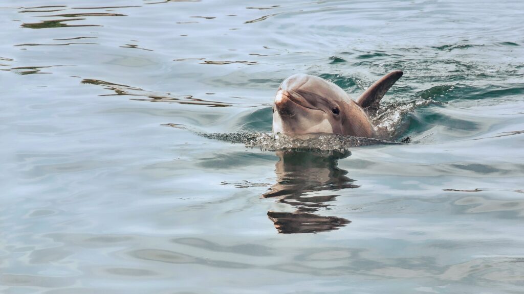 Pirates Cove Marina Dolphin Tours