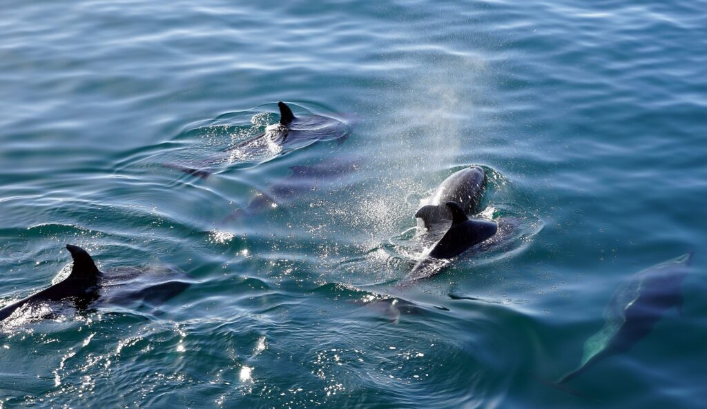 Lower Grand Lagoon Dolphin Tours