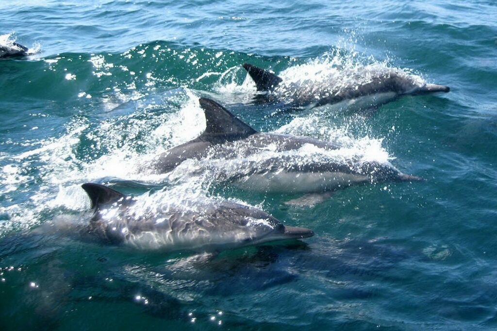 St Andrews State Park Dolphin Tours