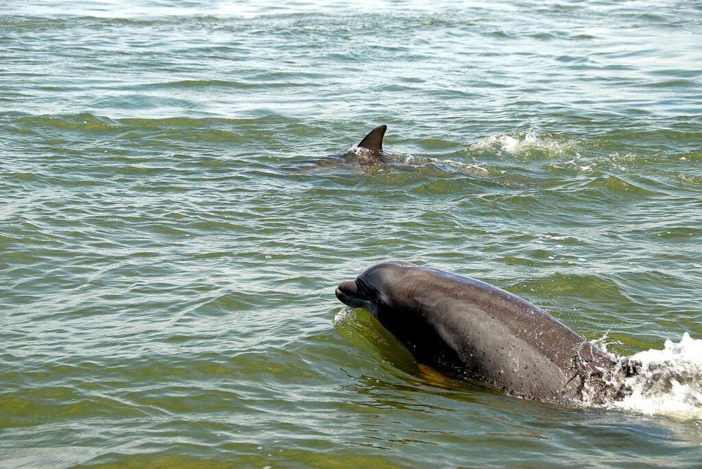 Sun Harbor Marina Dolphin Tours