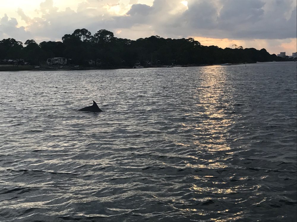 Historic St. Andrews Dolphin Tours