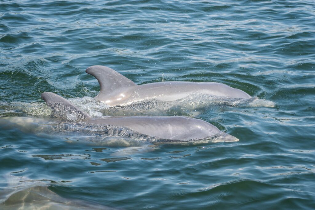 Venture Out Dolphin Tours