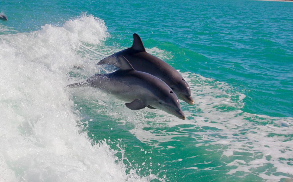 Uncle Ernie's Panama City Dolphin Tours