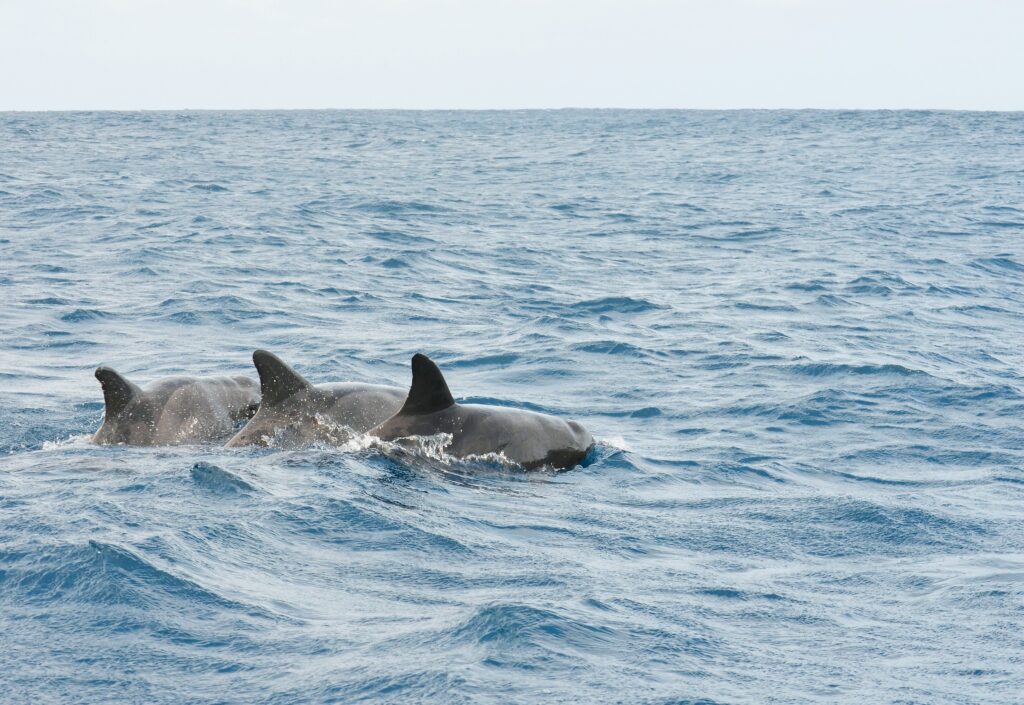 Marina Dolphin Tours