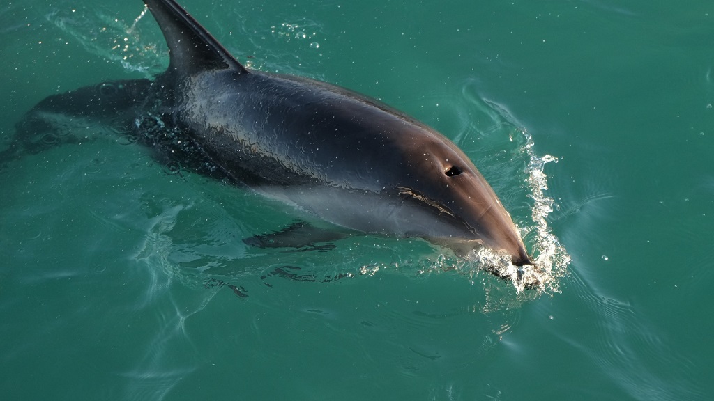 Sisters Of The Sea Dolphin Tours