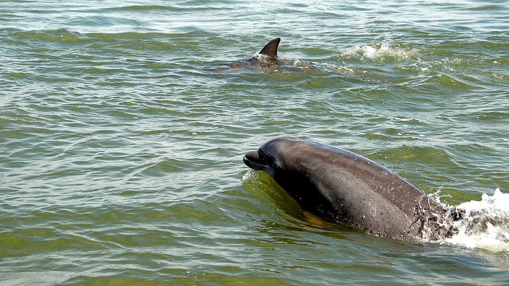 Bristol Harbor Marina Dolphin Tours