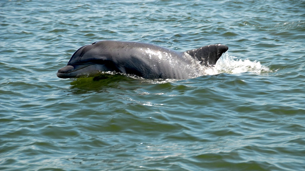 St Andrews Marina Dolphin Tours