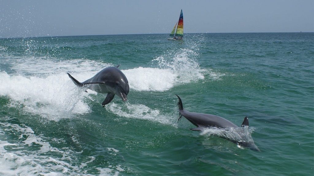 Bristol Harbor Marina Dolphin Tours