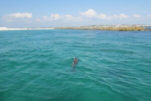 Split Charter Dolphin and Snorkeling Tours