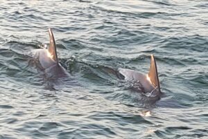 Split Charter Dolphin and Snorkeling Tours