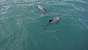 Private Dolphin and Snorkeling Tours