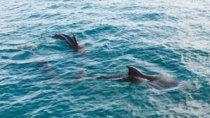 Private Dolphin and Snorkeling Tours